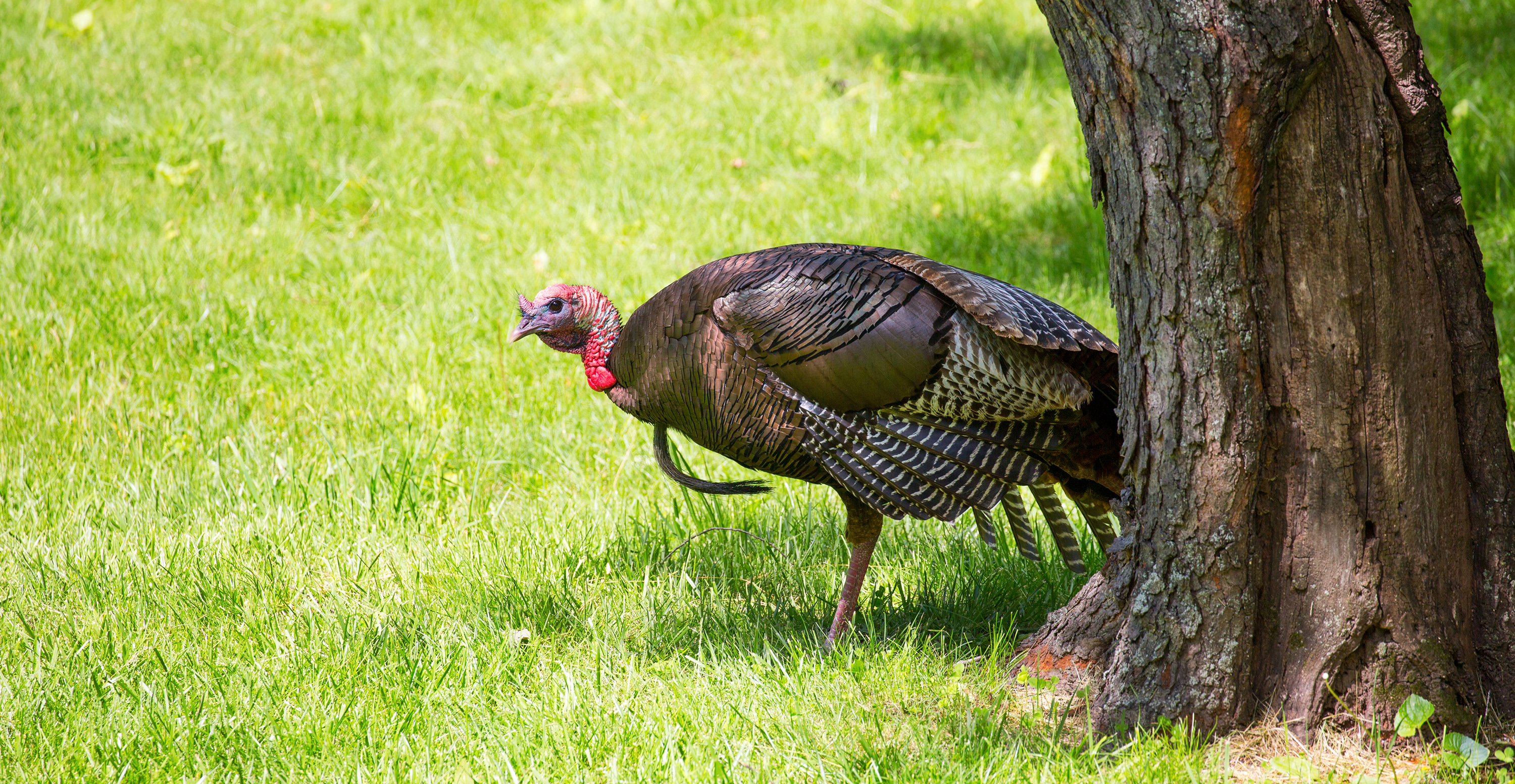 A wild turkey steps out from behind a tree.