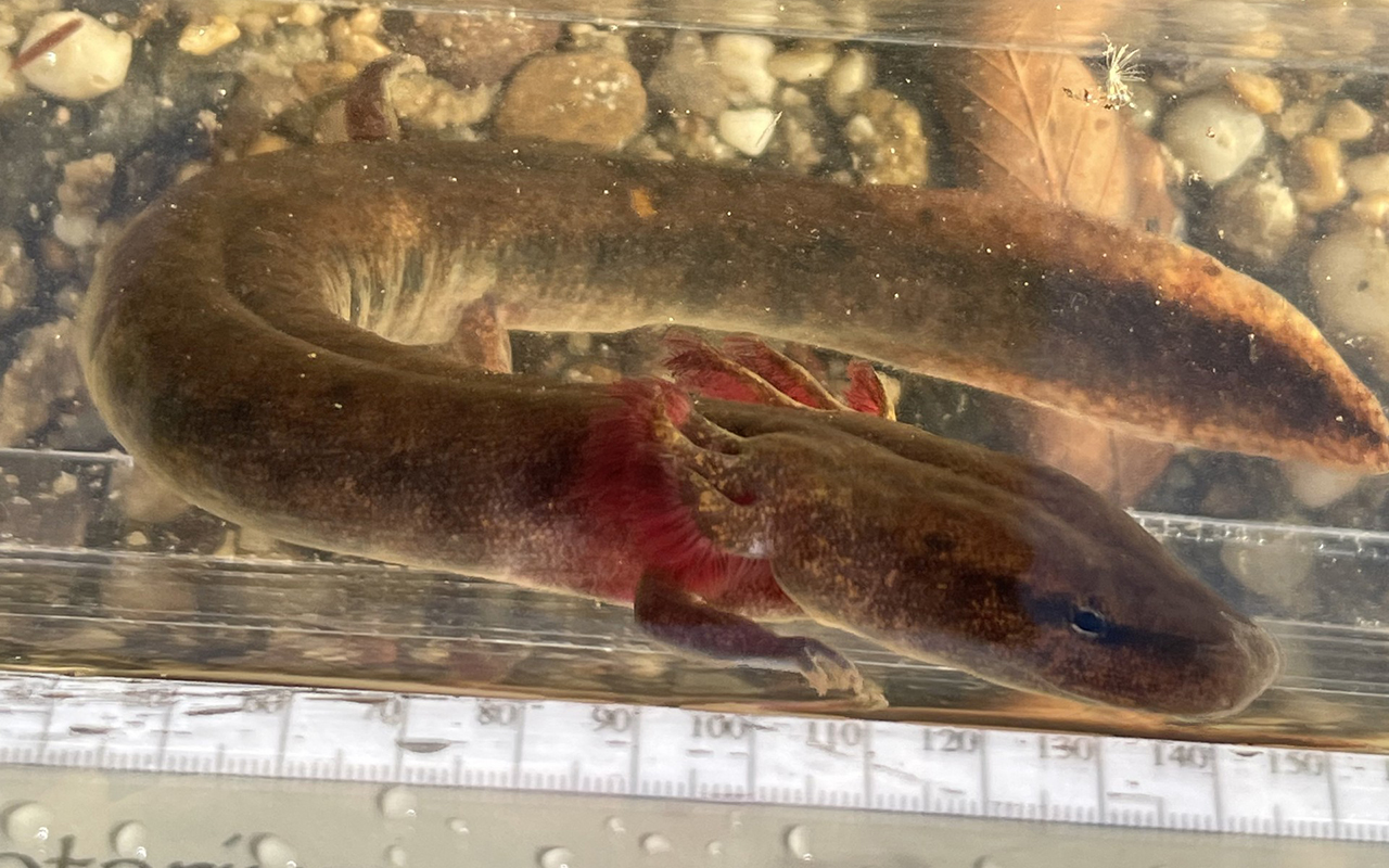 A close up of a Black Warrior Waterdog