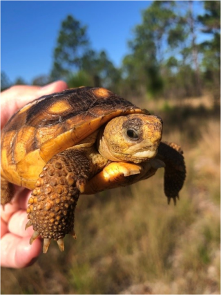 tortoise