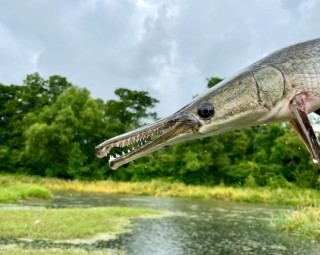 alligator gar