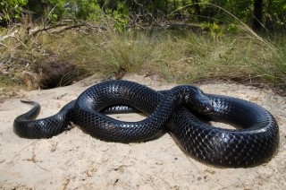 indigo snake