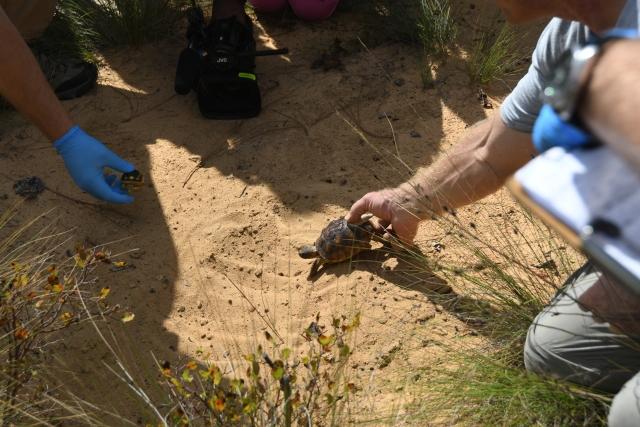 gopher tortoise