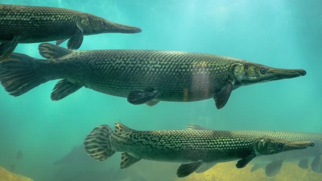 alligator gars
