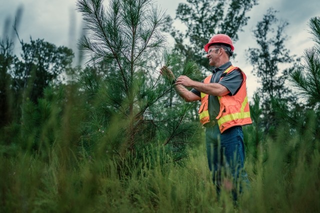 Man working in forest