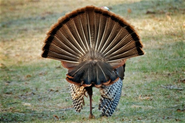 A wild turkey displays its feathers