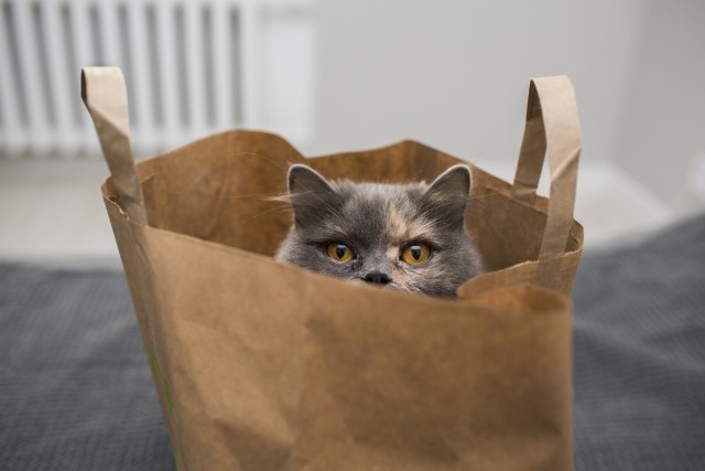 A cat peeks out of a kraft paper handle sack