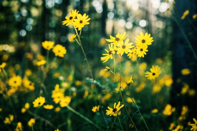 Yellow flowers in a working forest
