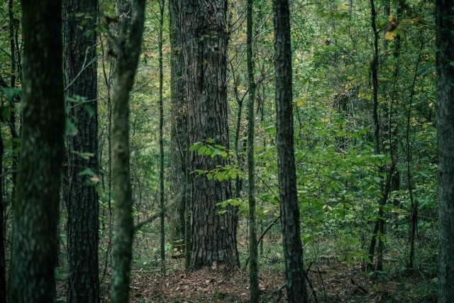 dense forest