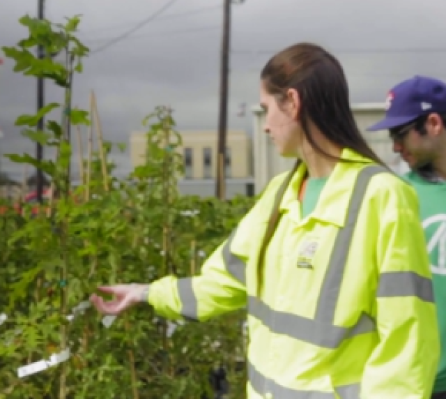 a volunteer gets ready to hand out free trees