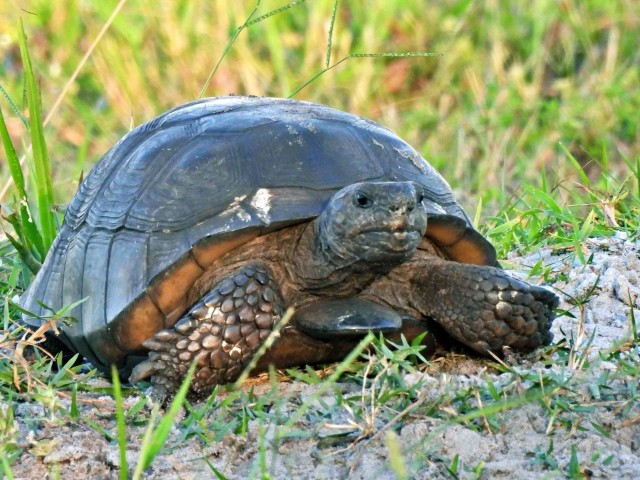 Gopher Tortoise 