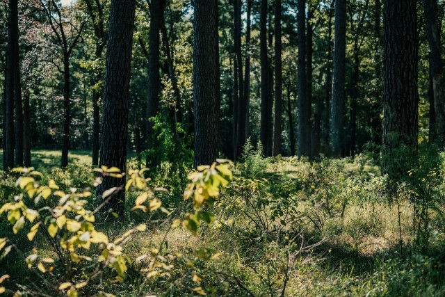 Healthy forest